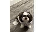 Adopt Chloe a White - with Brown or Chocolate Shih Tzu / Mixed dog in Katy