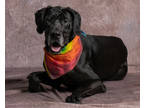 Adopt Leni Lou a Black Great Dane / Mixed dog in Clinton, IA (39911834)
