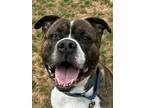 Adopt Tiger a Brown/Chocolate Mixed Breed (Large) / Mixed dog in Lorton