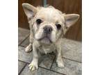 Adopt Dogue Gabriel FLUFFY FRENCHIE a Tricolor (Tan/Brown & Black & White)