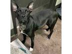 Adopt Luna S. a Black Mixed Breed (Large) / Mixed dog in Florence, AL (40922620)
