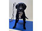 Adopt Meredith a Black Schnauzer (Standard) dog in Grand Rapids, MI (41179610)