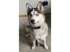 Adopt Bandit a Gray/Silver/Salt & Pepper - with White Pomsky / Mixed dog in