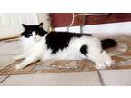 Adopt Oreo a Black & White or Tuxedo Domestic Longhair / Mixed (medium coat) cat