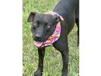 Adopt Jayla a Labrador Retriever / Mixed dog in Darlington, SC (41254224)