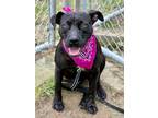 Adopt Jayla a Labrador Retriever / Mixed dog in Darlington, SC (41254224)