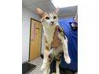 Adopt Bea a Orange or Red Domestic Shorthair / Domestic Shorthair / Mixed cat in