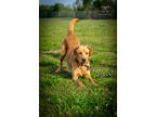 Adopt Mia a Tan/Yellow/Fawn Labrador Retriever / Chow Chow / Mixed dog in New