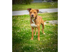 Adopt Obi a Red/Golden/Orange/Chestnut American Pit Bull Terrier / Mixed dog in