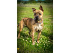 Adopt Tuscany a Brown/Chocolate Mixed Breed (Medium) / Mixed dog in New Bern