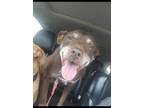 Adopt Porter a Brown/Chocolate American Pit Bull Terrier / German Shorthaired