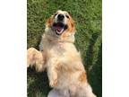 Adopt Lady a White - with Red, Golden, Orange or Chestnut Australian Shepherd /