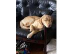 Adopt Suki a Tan/Yellow/Fawn Labrador Retriever / Mixed dog in Chicago