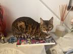 Adopt Mowgli a Spotted Tabby/Leopard Spotted Bengal / Mixed (short coat) cat in