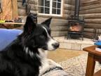 Adopt Major a Black - with White Border Collie / Mixed dog in Algonquin