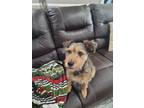 Adopt Charlie a Brown/Chocolate - with Black Terrier (Unknown Type