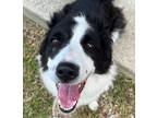 Adopt Laika a Black - with White Border Collie / Mixed dog in WAterford
