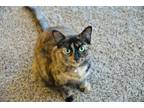 Adopt Mocha a Brown or Chocolate (Mostly) American Shorthair / Mixed (short