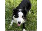 Adopt Layla a Black - with White Border Collie / Mixed dog in WAterford