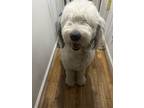 Adopt Rocket a White - with Gray or Silver Old English Sheepdog / Mixed dog in