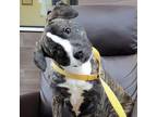 Adopt Jacquee a Brindle - with White Terrier (Unknown Type