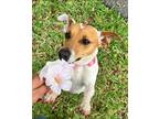 Adopt Lara a White Jack Russell Terrier / Mixed (short coat) dog in Pompano