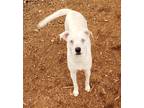 Adopt Gina a White Catahoula Leopard Dog / Mixed dog in Cumming, GA (40726339)