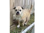 Adopt Cigarillo a Tan/Yellow/Fawn Terrier (Unknown Type, Small) / Mixed dog in