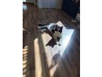 Adopt Noche a Black & White or Tuxedo Domestic Shorthair / Mixed (short coat)