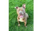 Adopt Teddy a Brown/Chocolate - with White Mixed Breed (Large) / Mixed dog in