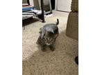 Adopt Venny a Gray or Blue American Shorthair / Mixed (short coat) cat in