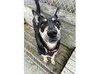 Adopt Athena a Black Shepherd (Unknown Type) / Mixed Breed (Medium) / Mixed