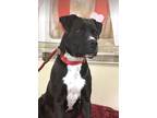 Adopt Boone a Black - with White Pit Bull Terrier / Labrador Retriever / Mixed