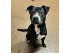 Adopt Riley a Black - with White Mixed Breed (Large) / Mixed dog in Albion
