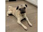 Adopt Arbor a Tan/Yellow/Fawn - with Black Pug / Mixed dog in Grapevine
