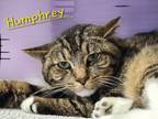 Adopt Humphrey a Domestic Shorthair / Mixed (short coat) cat in Cambridge