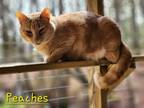 Adopt Peaches a Domestic Shorthair / Mixed (short coat) cat in Cambridge