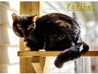 Adopt Patches a Domestic Shorthair / Mixed (short coat) cat in Cambridge