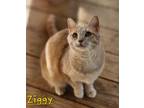 Adopt Ziggy a American Shorthair / Mixed (short coat) cat in Cambridge