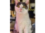 Adopt Icylyn a American Shorthair / Mixed (short coat) cat in Cambridge