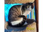 Adopt Rebel a Domestic Shorthair / Mixed (short coat) cat in Cambridge