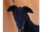 Adopt Snorkers a Black Greyhound / Mixed dog in Douglasville, GA (41194458)