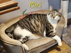 Adopt Miri a Domestic Shorthair / Mixed (short coat) cat in Cambridge