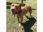 Adopt Chance a American Pit Bull Terrier / Mixed dog in Wauchula, FL (41253872)