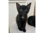 Adopt Robin a Domestic Shorthair / Mixed (short coat) cat in Shreveport