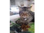 Adopt Howie a Domestic Shorthair / Mixed (short coat) cat in Bourbonnais
