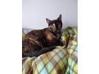 Adopt Elsie a Domestic Shorthair / Mixed (short coat) cat in Bourbonnais