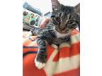 Adopt Hansel a Domestic Shorthair / Mixed (short coat) cat in Bourbonnais