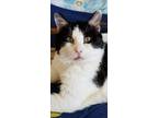Adopt Sully a Domestic Shorthair / Mixed (short coat) cat in Bourbonnais