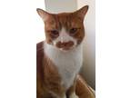 Adopt Jackson a Domestic Shorthair / Mixed (short coat) cat in Bourbonnais